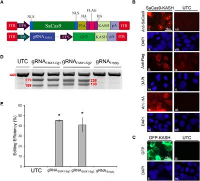 The Development of an AAV-Based CRISPR SaCas9 Genome Editing System That Can Be Delivered to Neurons in vivo and Regulated via Doxycycline and Cre-Recombinase